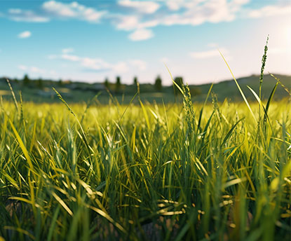 Campo